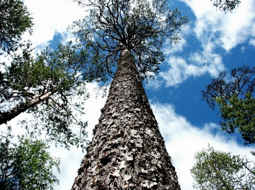 bomen hemel 01